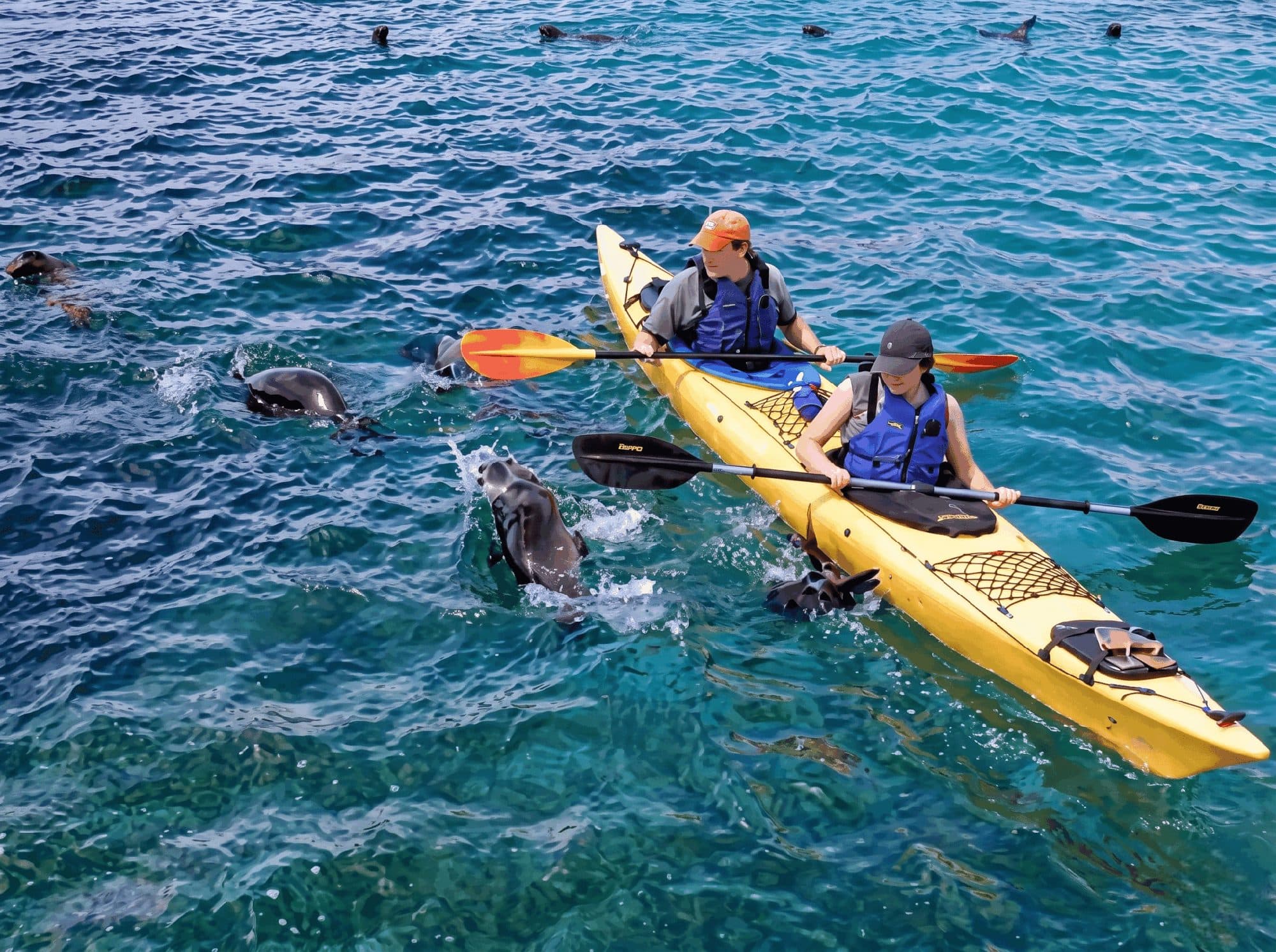 Tour en Kayak al Islote Tintoreras
