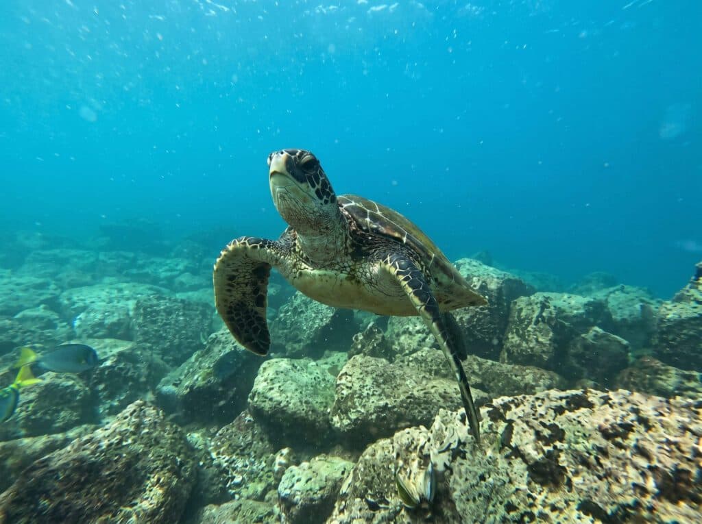 Tour Punta Cormorant – Isla Floreana